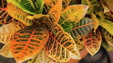 Croton joufera